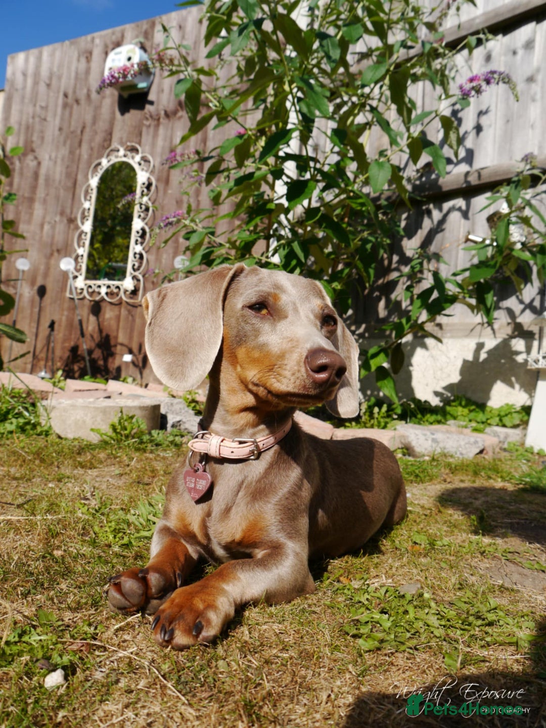 Miniature Dachshund dogs for sale: Miniature daschund  - Image 4