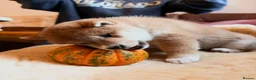 Japanese Shiba Inu dogs for sale: Kennel club registered Shiba Inu puppies  - Advert 24