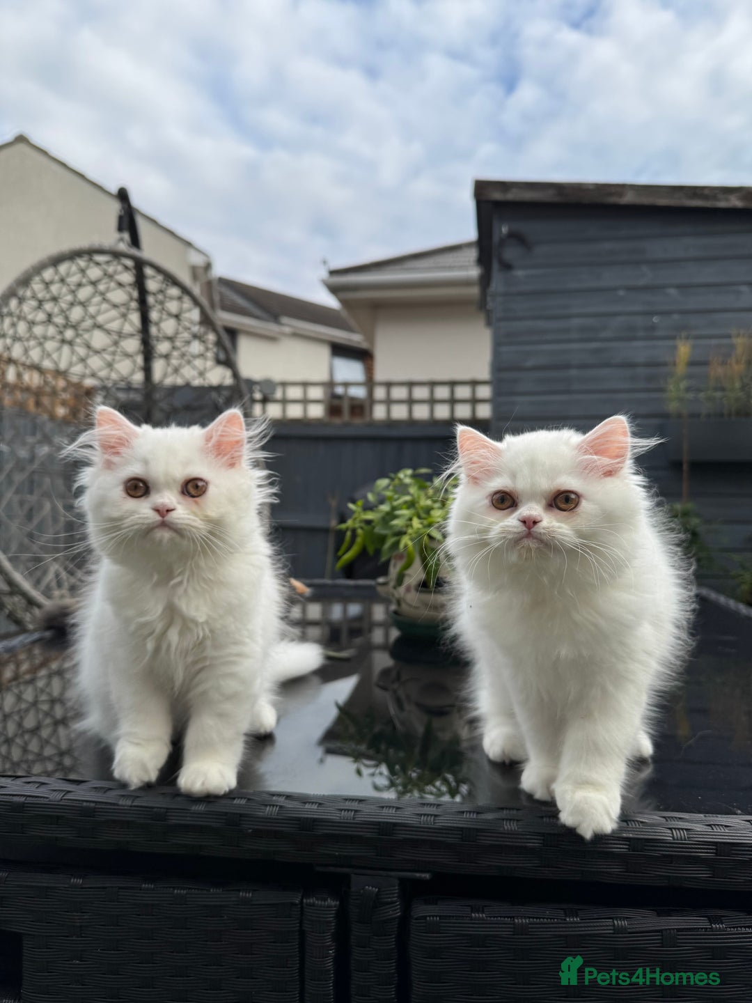 Persian cats for sale: 2 white Gorgeous Persian Boys - Image 14