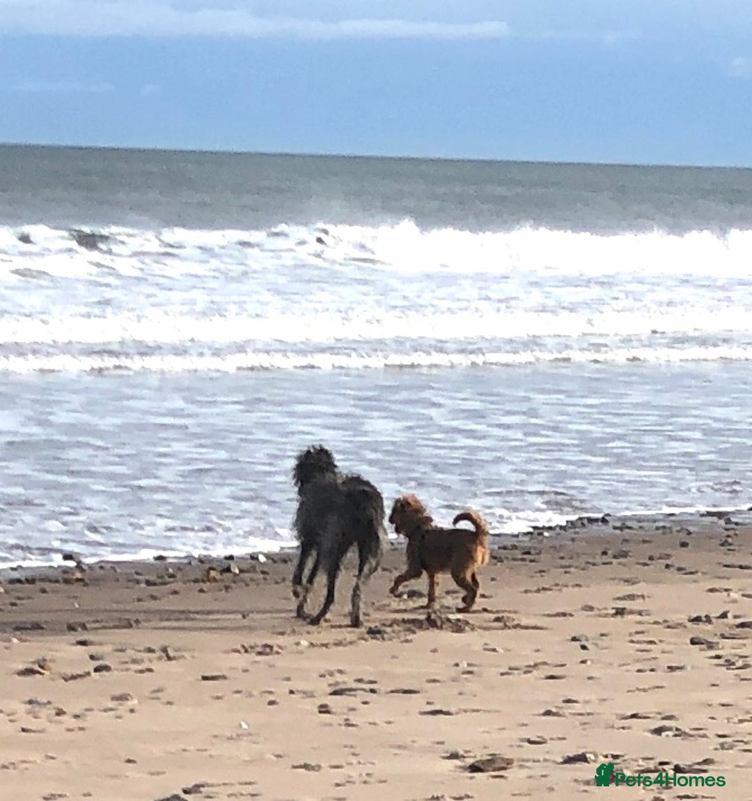 Irish Terrier dogs for sale: Irish Terrier pups expected early December  - Image 17