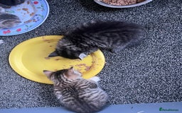 Egyptian Mau cats for sale: Egyptian mau x - Image 16