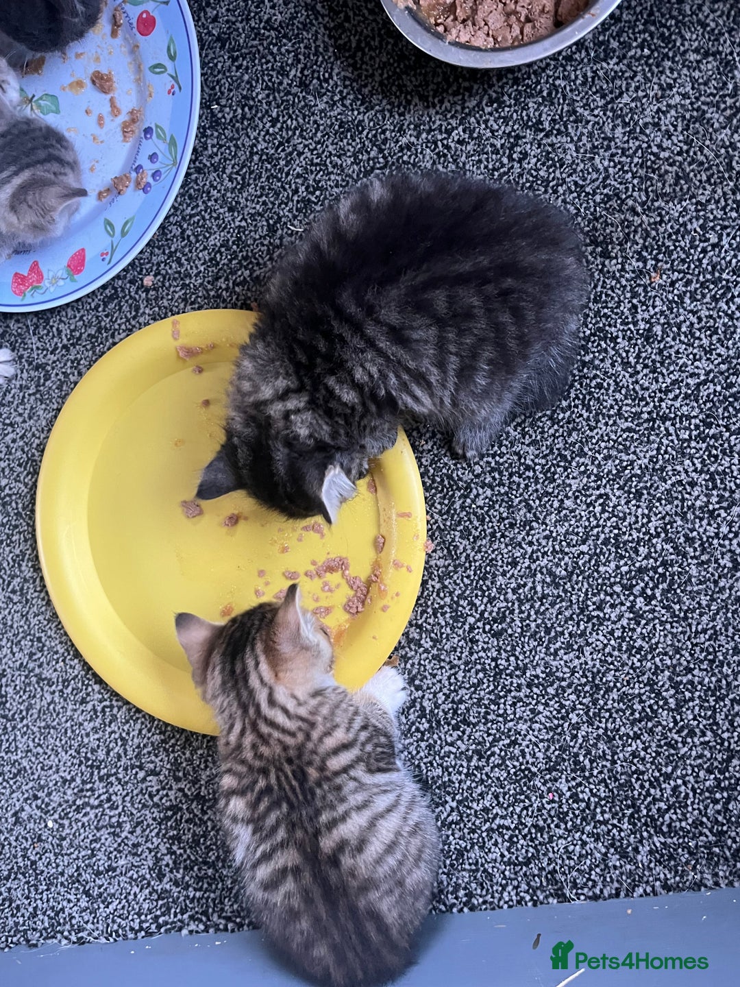 Egyptian Mau cats for sale: Egyptian mau x - Image 16
