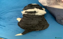 Sheepadoodle dogs for sale: Medium Sheepadoodle Puppies Available  - Image 25