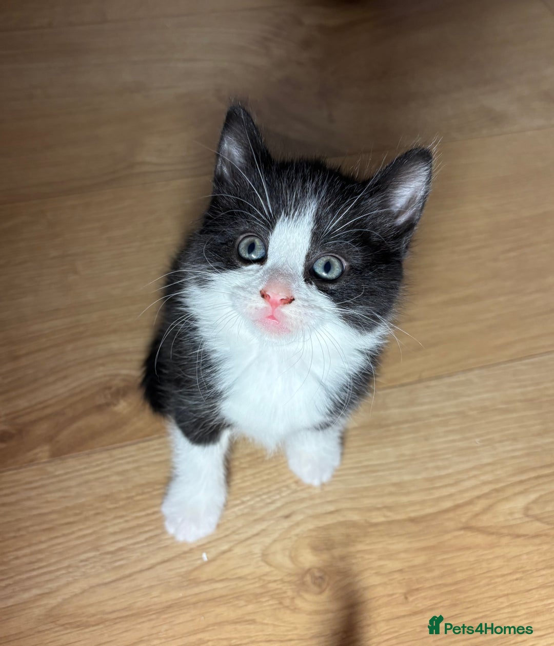 European cats for sale: Kitten  - Image 7