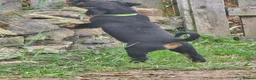 Rottweiler dogs for sale: rotty babies - Advert 4