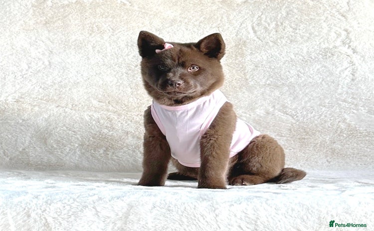 Mixed Breed dogs - Advert 9