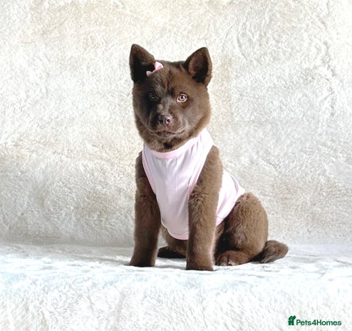 Mixed Breed dogs - Advert 9