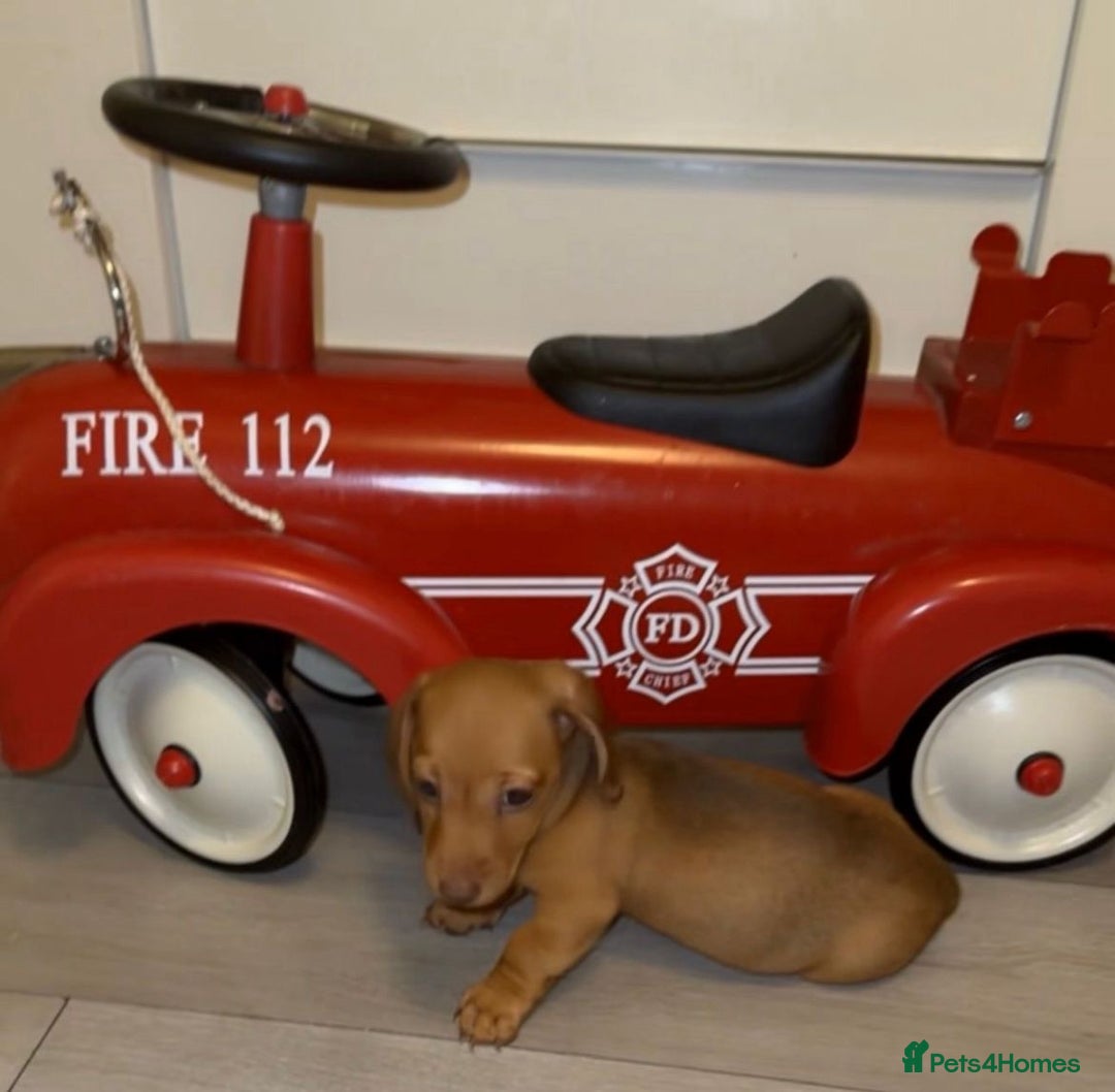 Dachshund dogs for sale: Dachshunds - Image 4