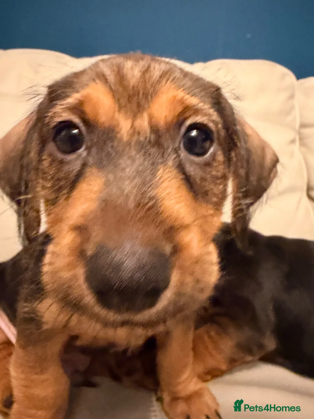 Mixed Breed dogs for sale: Last Gorgeous Boy Remaining  - Advert 1