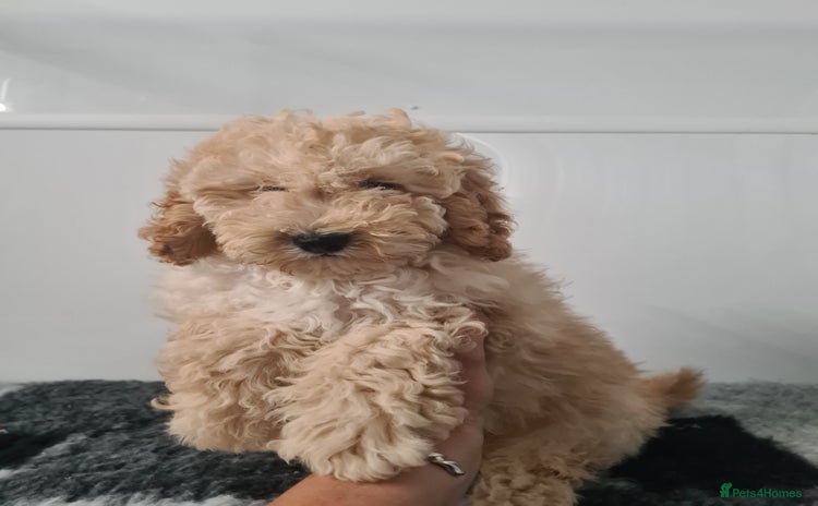 Cockapoo dogs - Advert 16