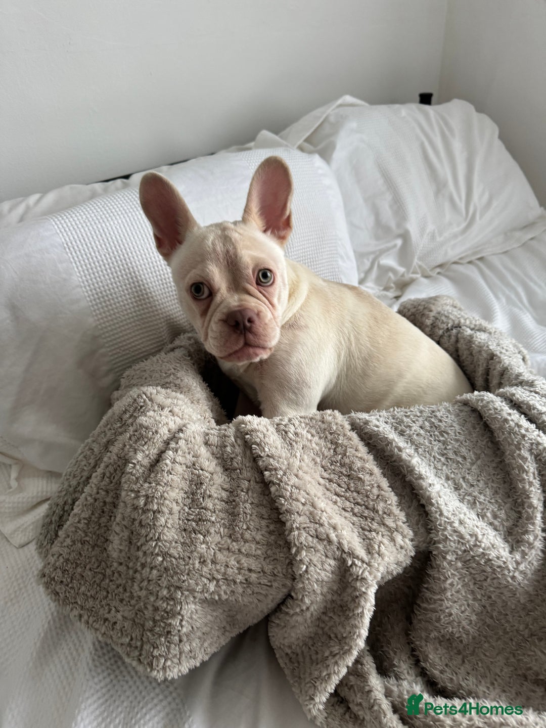 French Bulldog dogs for sale: Female Frencie  - Advert 3