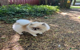 Pomeranian dogs for sale: Cecil the Pomeranian - Image 1