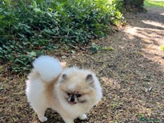 Pomeranian dogs - Advert 15