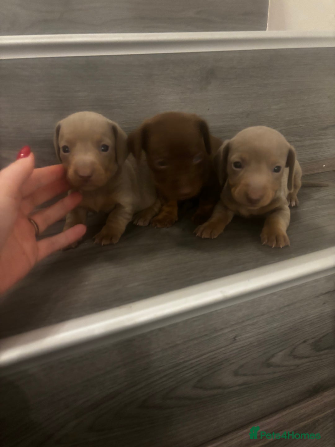 Miniature Dachshund dogs for sale: Miniature Dachshund Puppies - Advert 4
