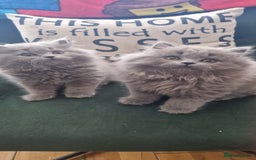 British Longhair cats for sale: british shorthair and shorthair males - Image 3