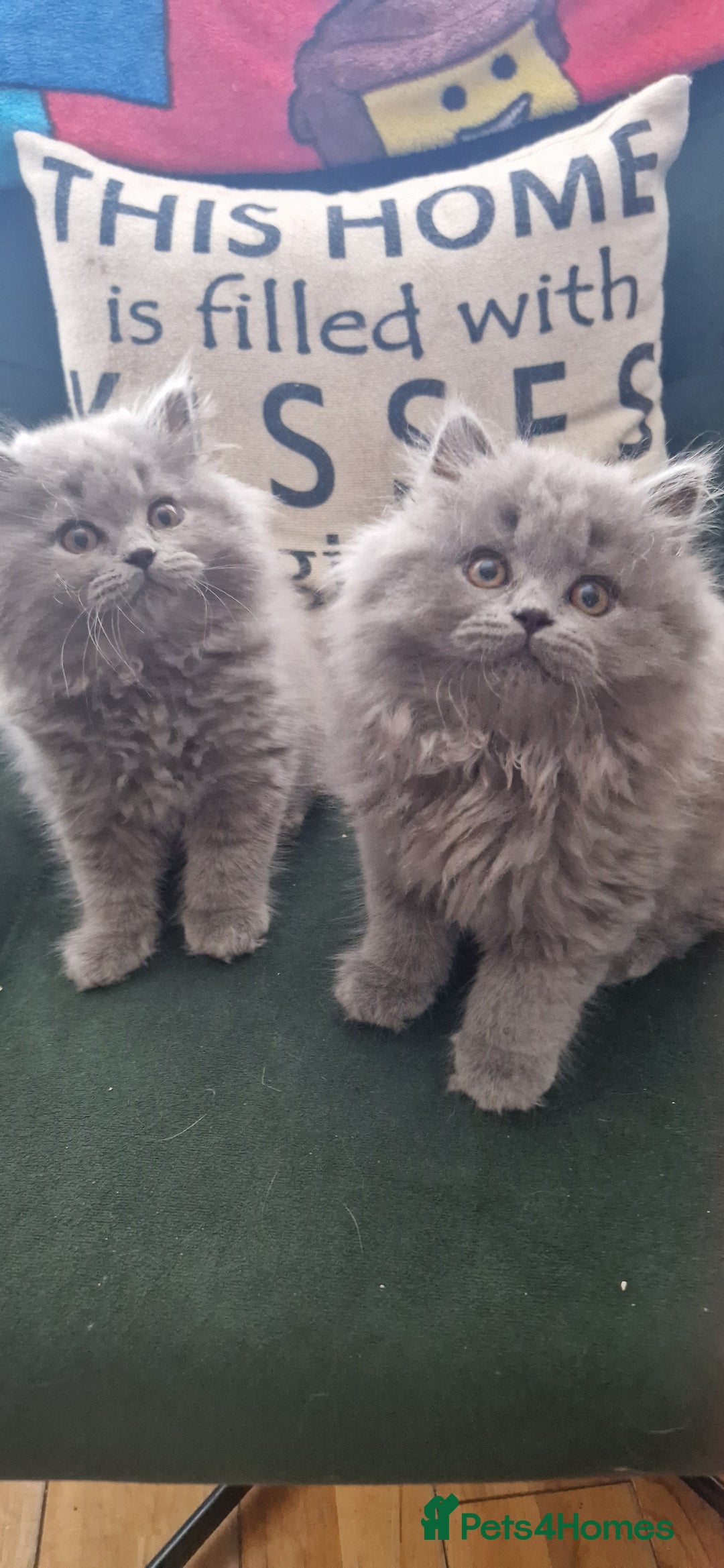 British Longhair cats for sale: british shorthair and shorthair males - Image 3