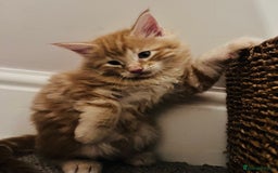Maine Coon cats for sale: Beautiful Maine Coon x fur babies  - Image 6
