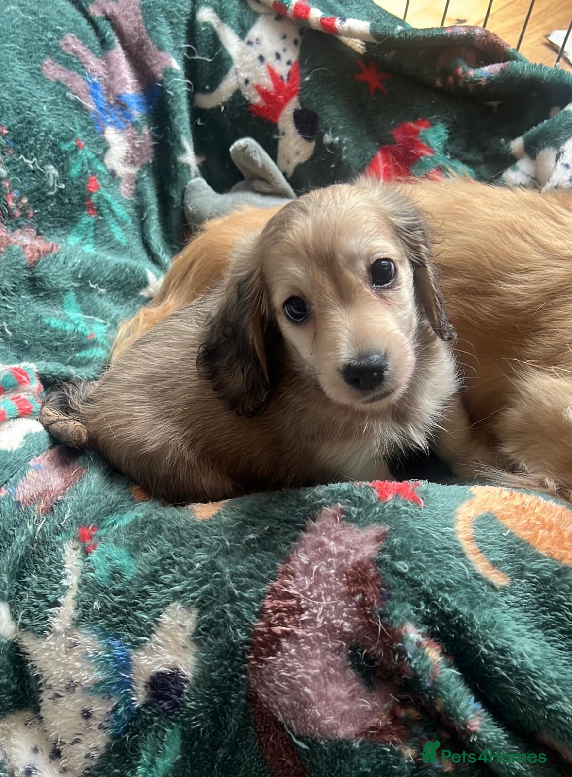 Miniature Dachshund dogs  Health tested cream mini long haired boy - Advert 9