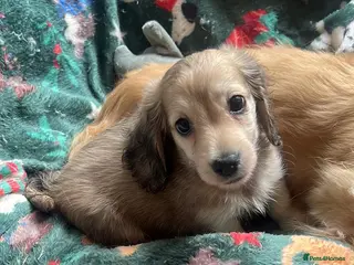 Miniature Dachshund dogs Health tested cream mini long haired boy - Advert 9