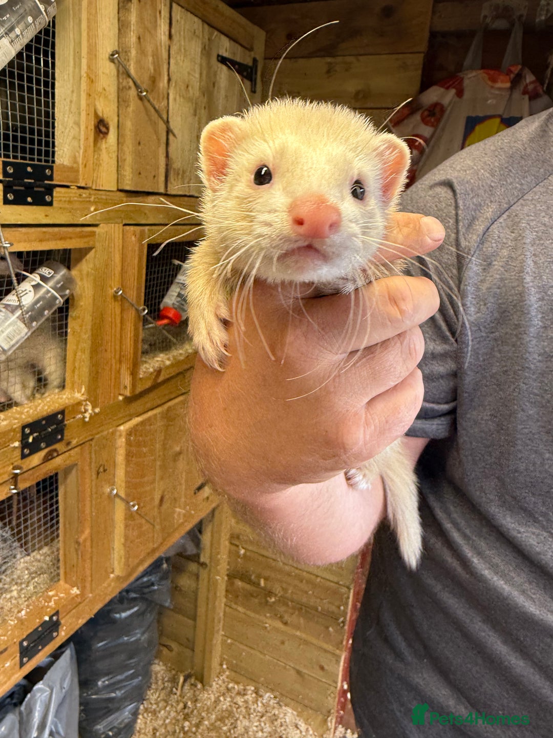 Ferret rodents for sale: Ferret kits - Image 2