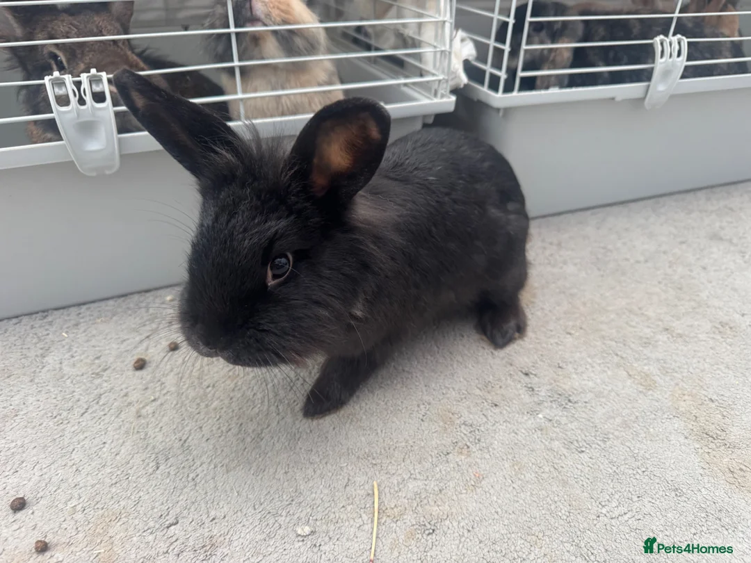 Lionhead rabbits for sale: Mixed Netherland and lionhead  in Pudsey - Advert 1