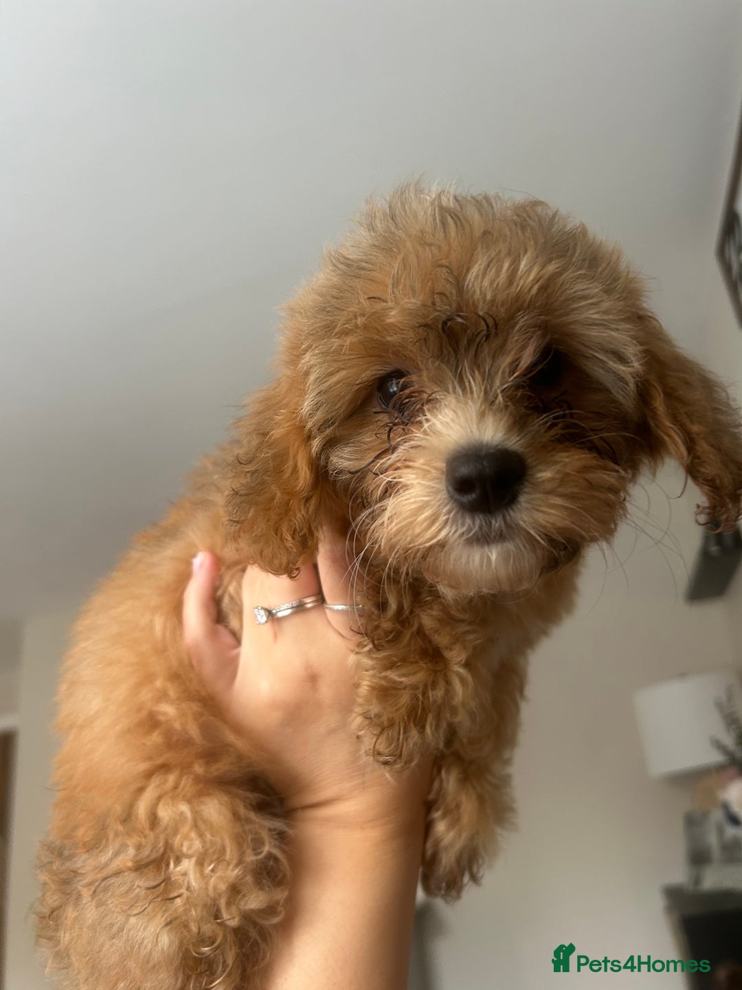 Poochon dogs for sale: Poochon puppy  - Image 3
