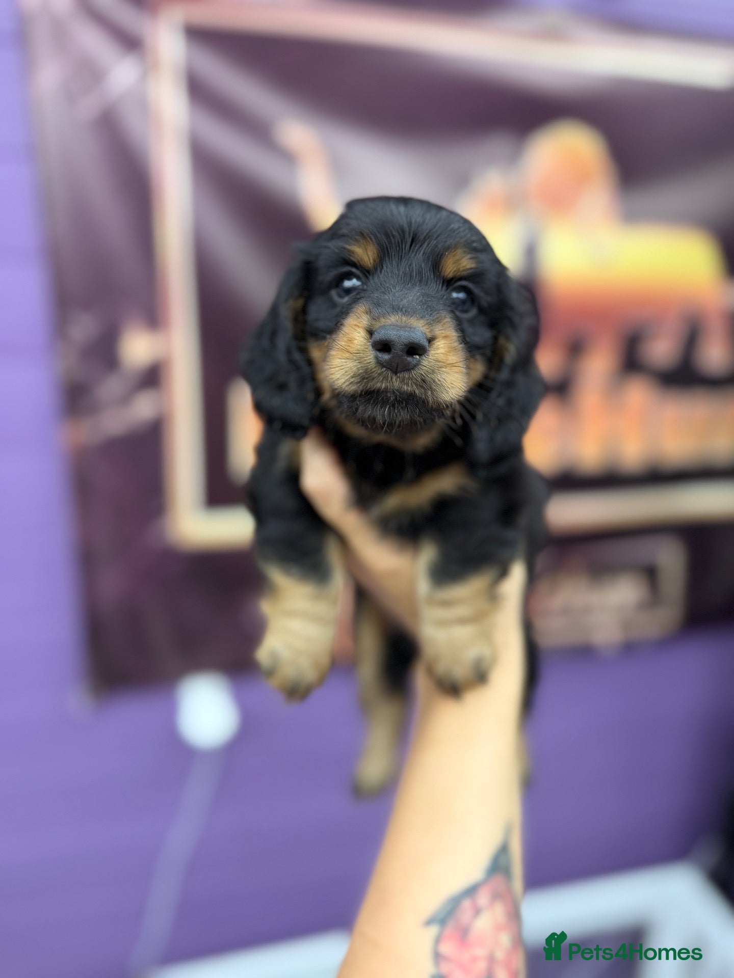 Dachshund dogs The Outstanding Boy Band is here-2available💙🐶💚 - Advert 1