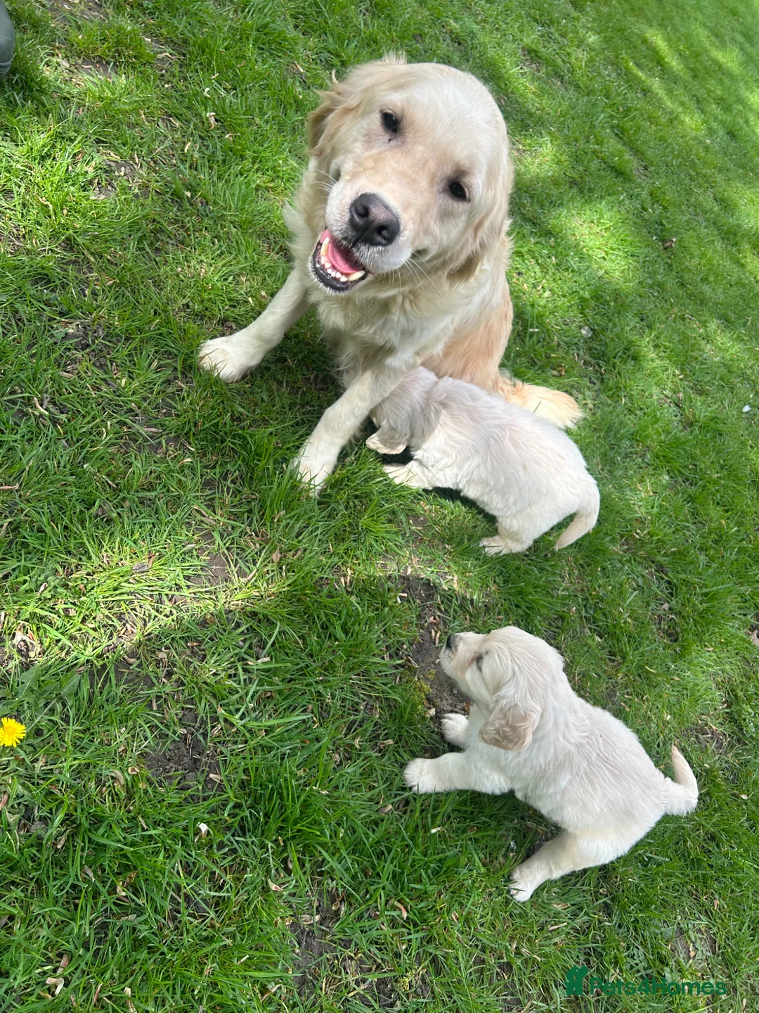 Golden Retriever dogs for sale: Beautiful Golden Retriever Puppies in Knutsford - Advert 1