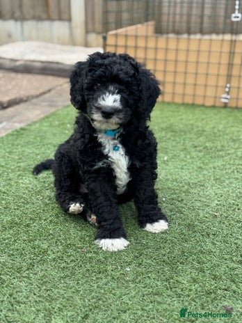 Sheepadoodle dogs - Advert 1