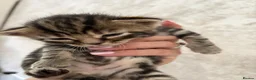 Mixed Breed cats for sale: 5 kittens reserved - Advert 11