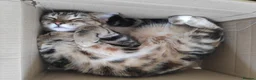 Mixed Breed cats for sale: Beanie in Nuneaton - Advert 6
