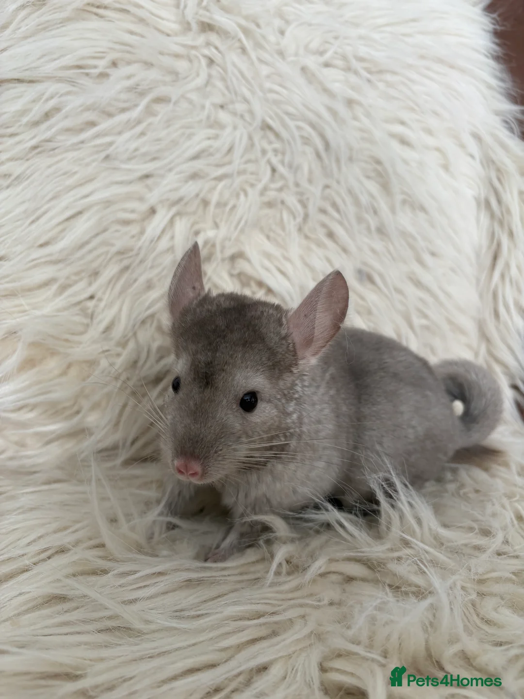 Chinchilla rodents for sale: 2 girl chinchillas ready for new home  - Advert 3