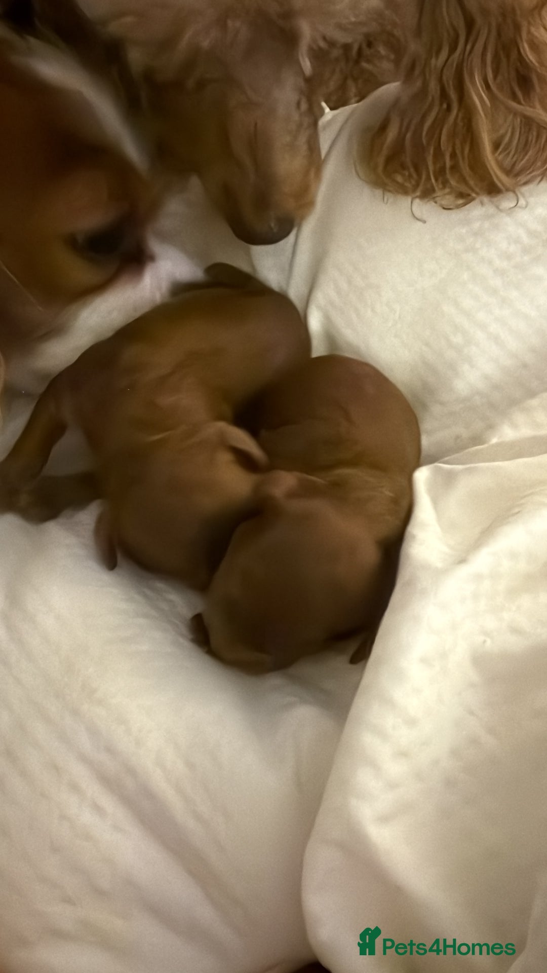 Cavapoo dogs for sale: Dark red Cavapoos ready for  the holidays. - Image 8