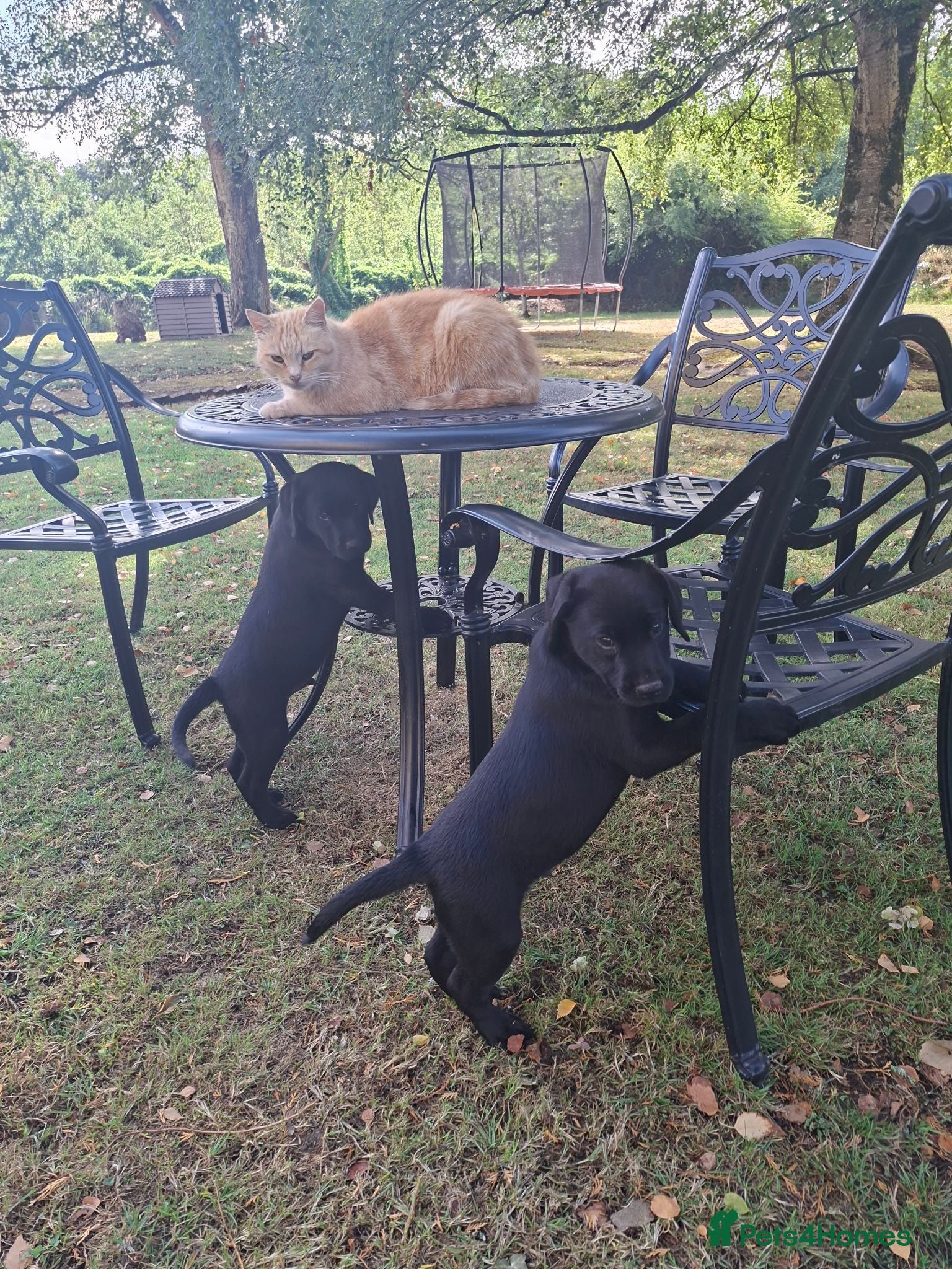 Labrador Retriever dogs Stunnning KC registered puppies. Ready to leave. - Advert 7