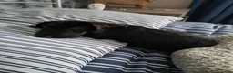 Miniature Dachshund dogs for sale: Miniature Wirehaired Dachshund  - Advert 3