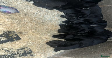 Labrador Retriever dogs Beautiful black KC registered Labradors  - Advert 15