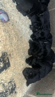 Labrador Retriever dogs Beautiful black KC registered Labradors - Advert 3