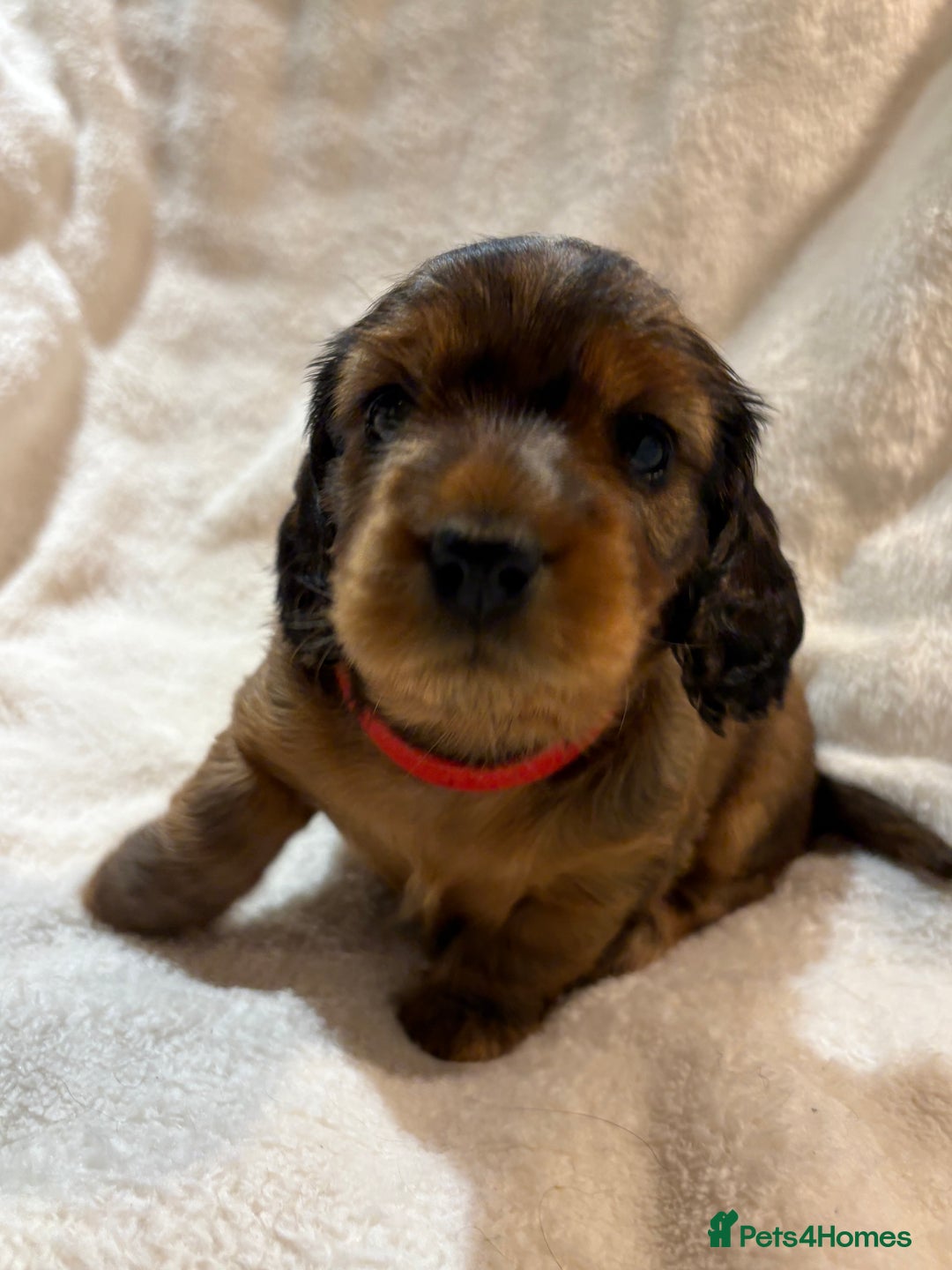 Miniature Dachshund dogs for sale: Beautiful Pedigree KC Reg Mini Longhair Dachshunds - Advert 16