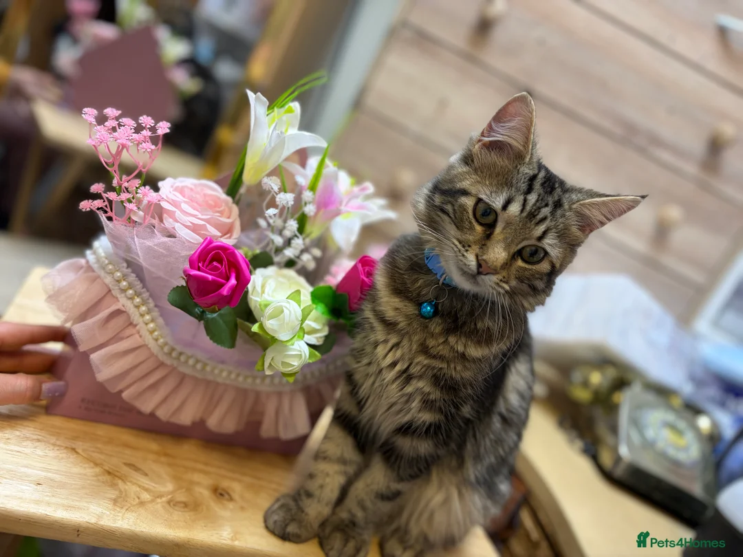 Mixed Breed cats for sale: Kitten for sale in Bristol - Advert 1