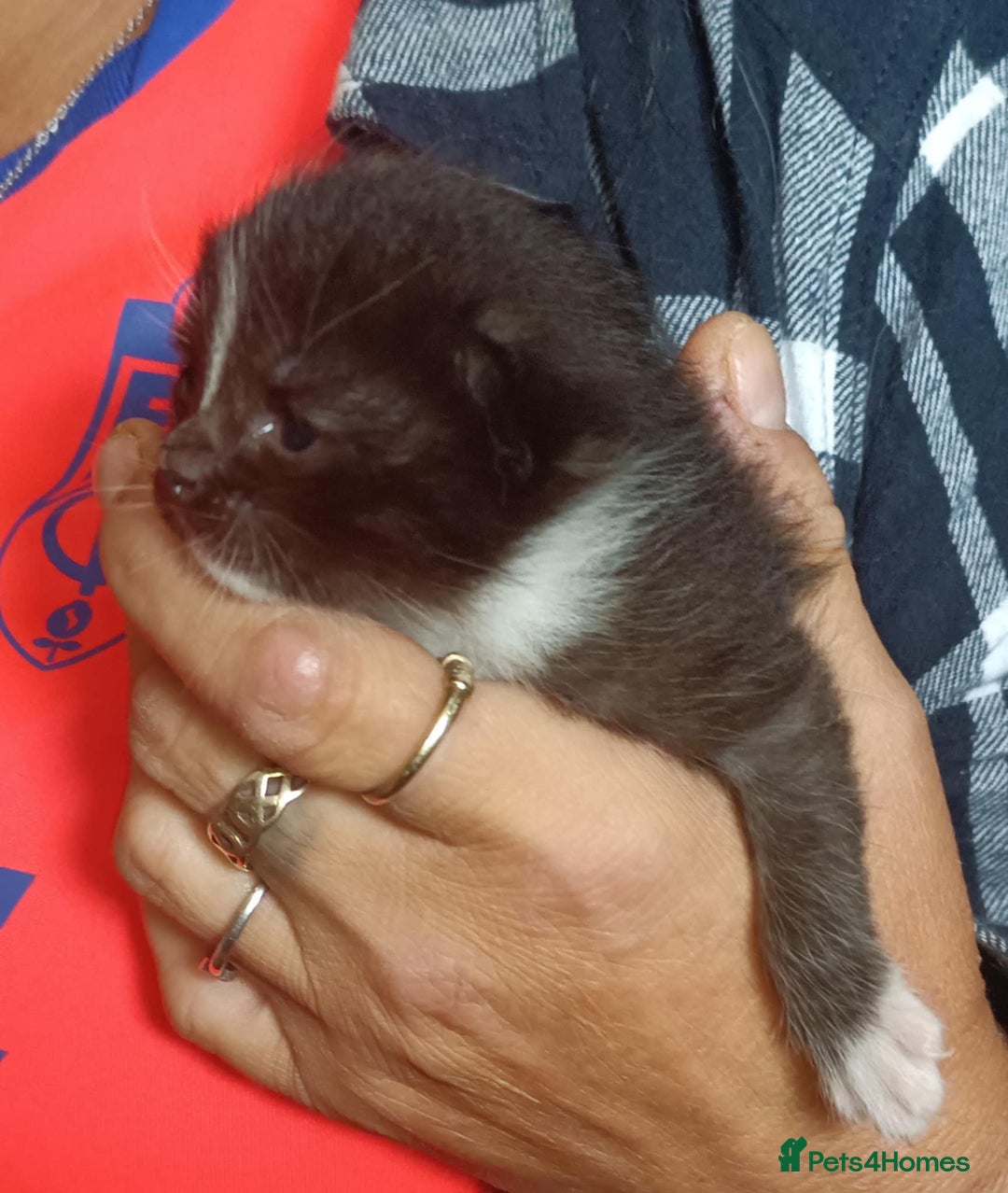 Ragdoll cats for sale: Ragdoll kittens  - Image 13