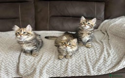 Siberian cats for sale: Purebred- Hypoallergenic Siberian Kittens - Image 11