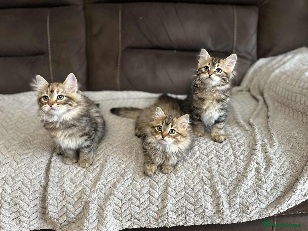 Siberian cats for sale: Purebred- Hypoallergenic Siberian Kittens - Image 11
