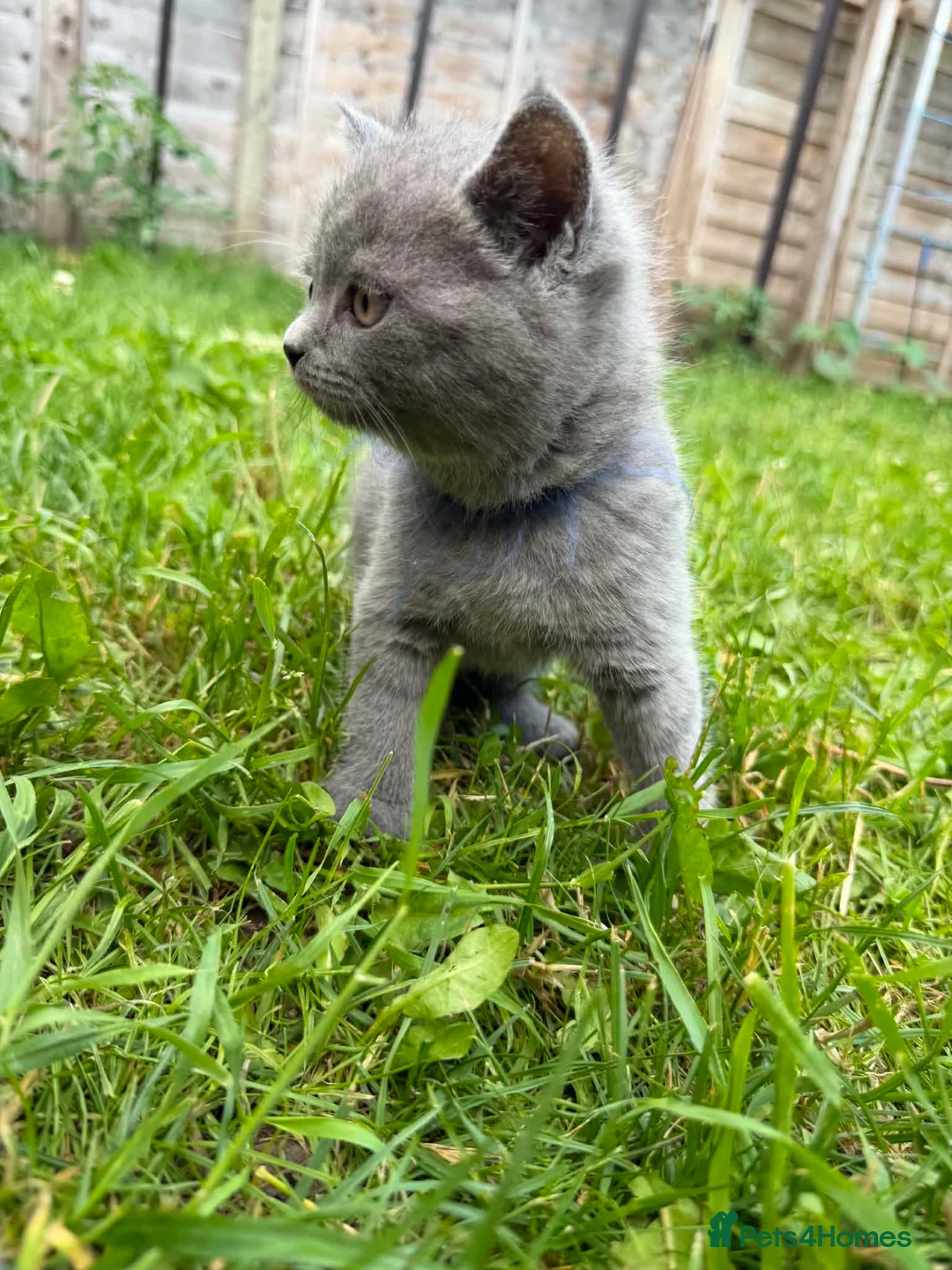 British Shorthair cats for sale: Gorgeous Cream and Lilac British Shorthairs - Advert 2