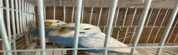 Budgerigars birds for sale: Breeding pair of budgies - Advert 5