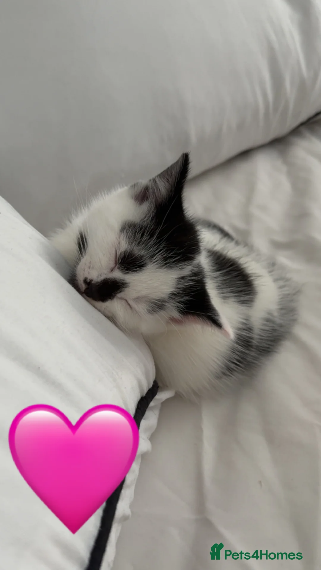 Mixed Breed cats for sale: Looking for their forever home - Advert 12