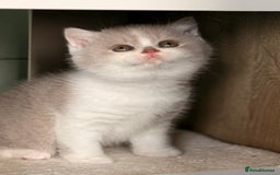 British Shorthair cats for sale: Blue/cream biocolour British short hair kitten - Image 17