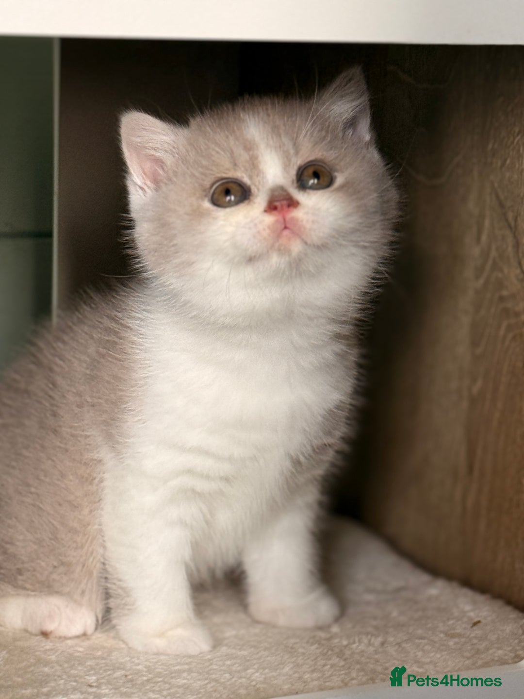 British Shorthair cats for sale: Blue/cream biocolour British short hair kitten - Image 17