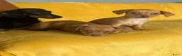 Chiweenie dogs for sale: Beautiful Chiweenie F1 Pedigree Registered Puppies in Southampton - Advert 9