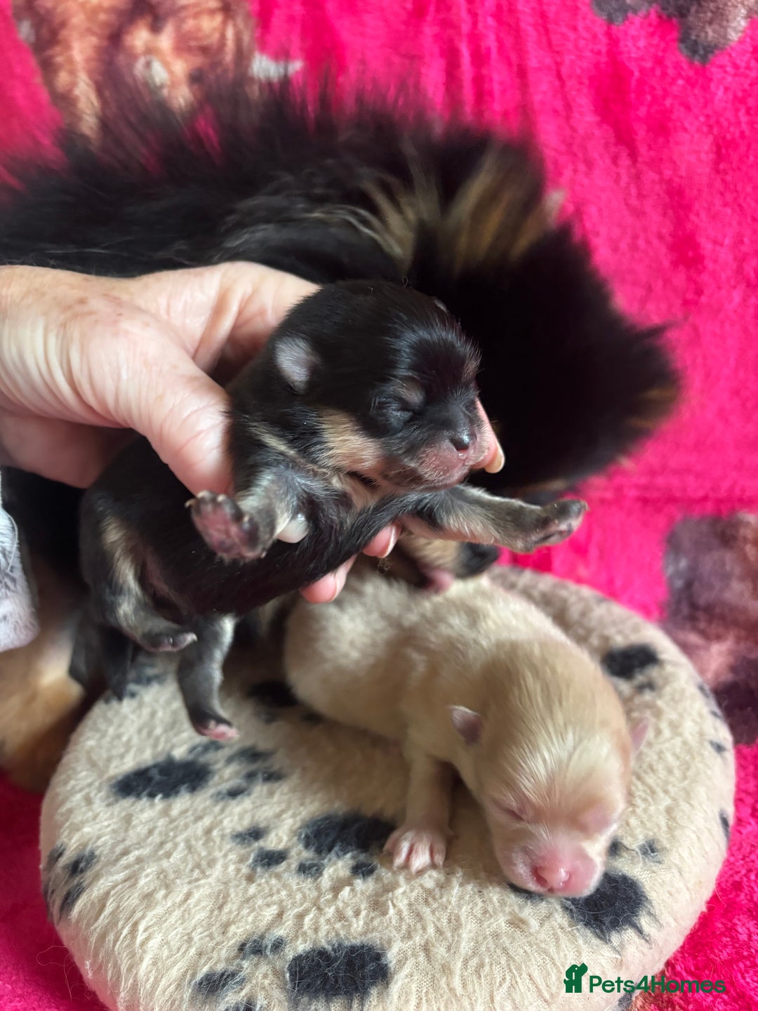 Pomeranian dogs for sale: Beautiful teddy bear Pomeranians - Advert 7