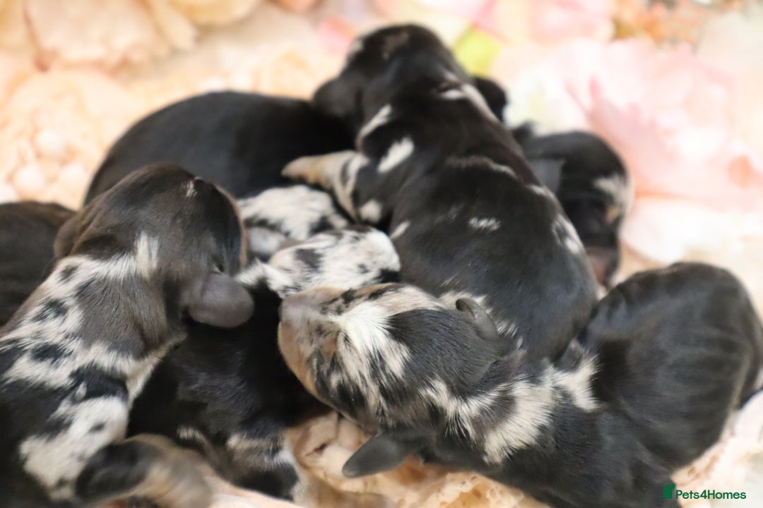 Miniature Dachshund dogs for sale: KC Miniature Dachshund Puppies - Advert 12